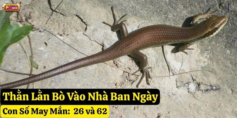 thằn lằn bò vào nhà pkwin