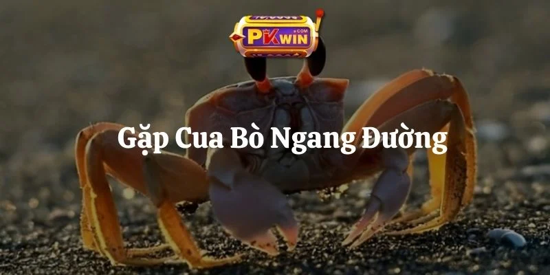 Gặp Cua Bò Ngang Đường: 8 Hiện Tượng Thực Tế & Con Số Đi Kèm