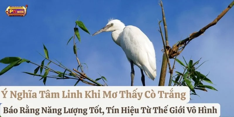 nằm mơ thấy cò trắng pkwin