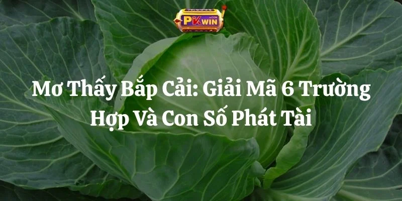 Mơ Thấy Bắp Cải: Giải Mã 6 Trường Hợp Và Con Số Phát Tài