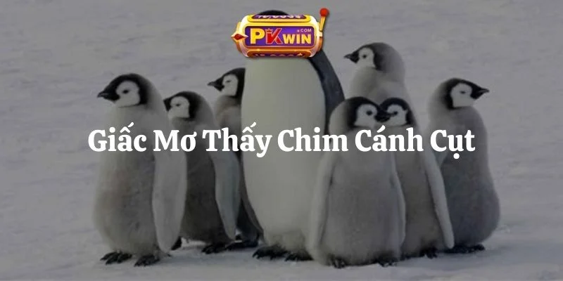 6 Giấc Mơ Thấy Chim Cánh Cụt – Ý Nghĩa Và Con Số Đi Kèm