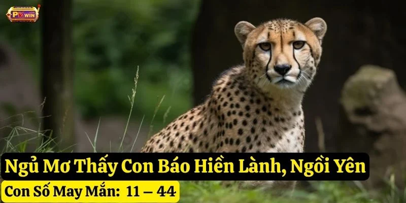 ngủ mơ thấy con báo pkwin