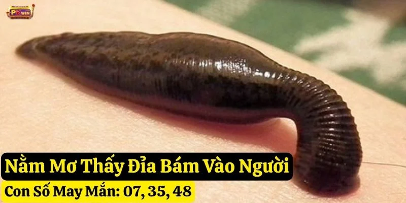nằm mơ thấy đỉa pkwin