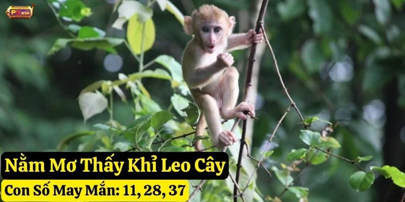 nằm mơ thấy khỉ pkwin