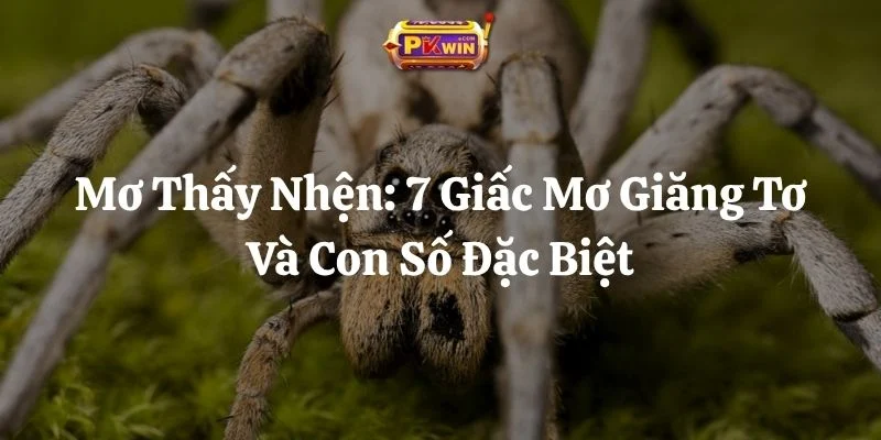 Mơ Thấy Nhện: 7 Giấc Mơ Giăng Tơ Và Con Số Đặc Biệt