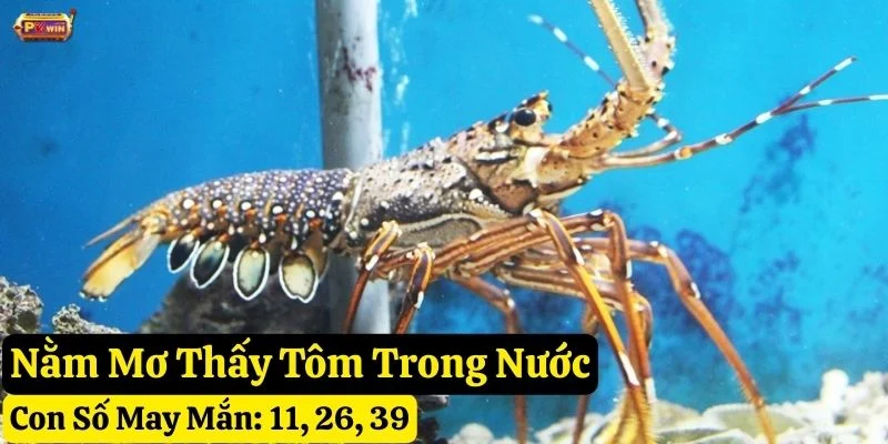 nằm mơ thấy tôm pkwin