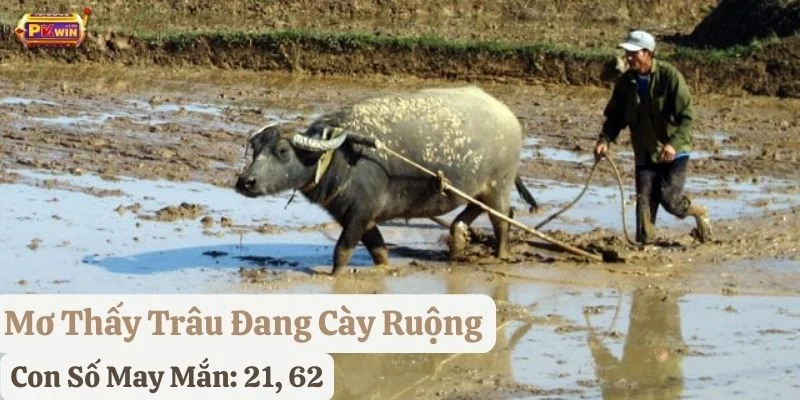 mơ thấy trâu pkwin