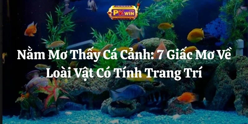 Nằm Mơ Thấy Cá Cảnh: 7 Giấc Mơ Về Loài Vật Có Tính Trang Trí