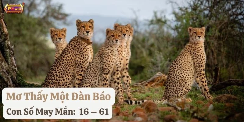 ngủ mơ thấy con báo