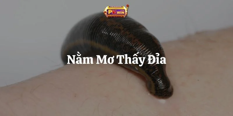 Nằm Mơ Thấy Đỉa: 7 Giấc Mơ Hay Gặp Và Bộ Số Phát Tài