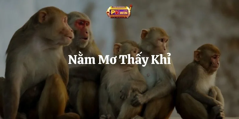 Nằm Mơ Thấy Khỉ: 8 Giấc Mơ Hay Gặp Và Lời Nhắn Nhủ