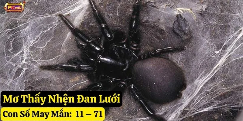 mơ thấy nhện pkwin