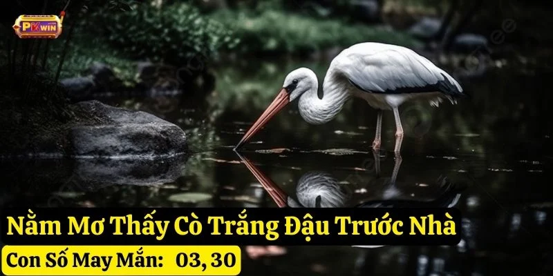 nằm mơ thấy cò trắng
