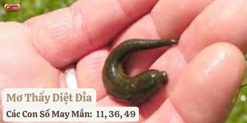 nằm mơ thấy đỉa