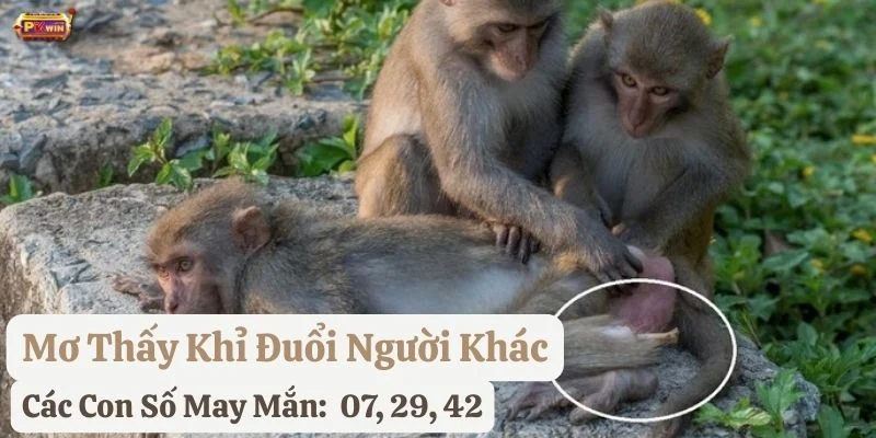 nằm mơ thấy khỉ