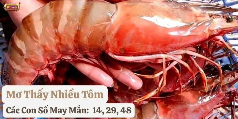 nằm mơ thấy tôm