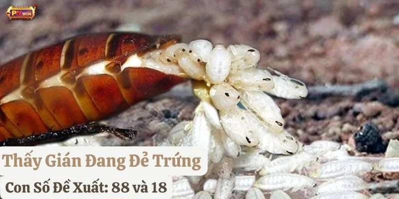 thấy con gián đánh con gì pkwin