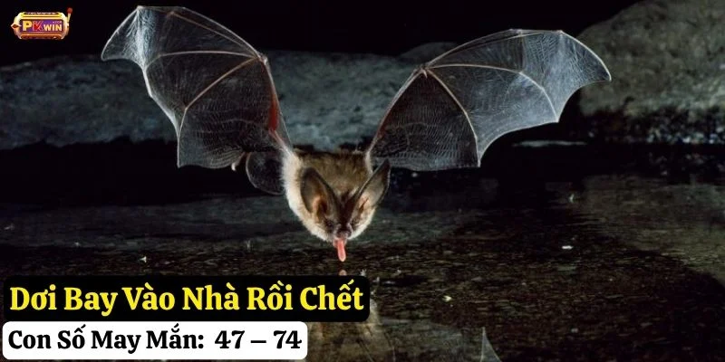 dơi bay vào nhà