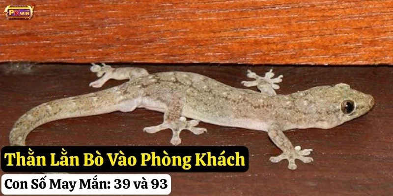 thấy thằn lằn bò vào nhà