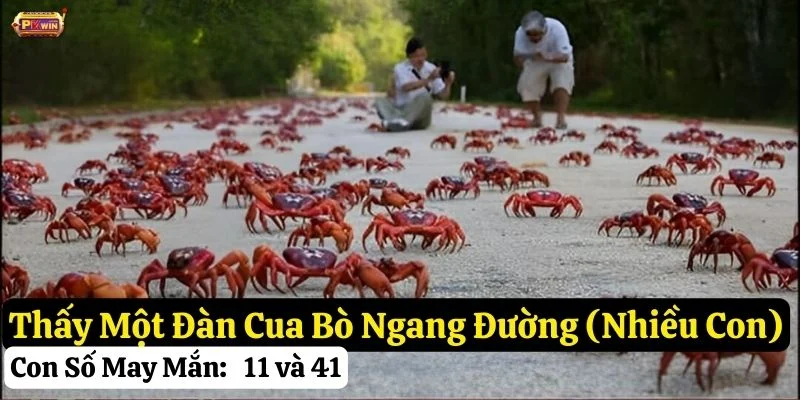 gặp cua bò ngang đường