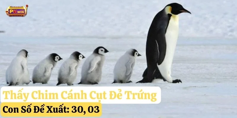 mơ thấy chim cánh cụt