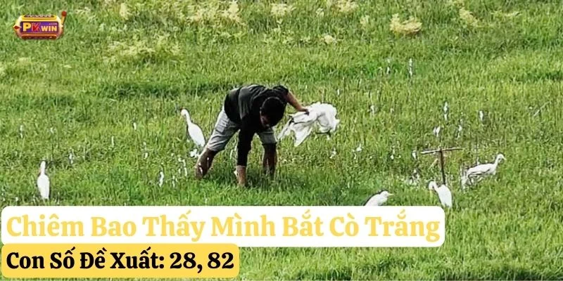 mơ thấy cò trắng