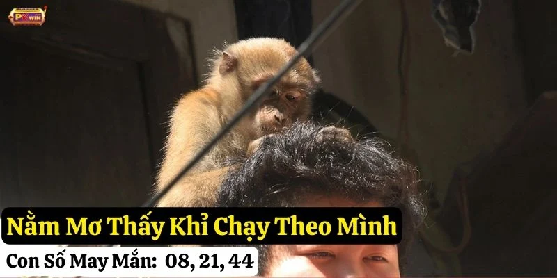 nằm mơ khỉ
