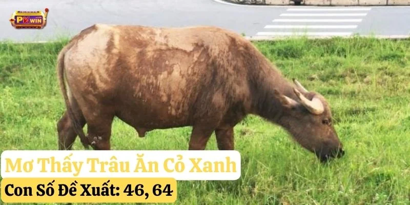 nằm mơ thấy trâu