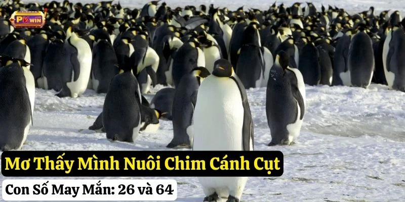 nằm mơ thấy chim cánh cụt