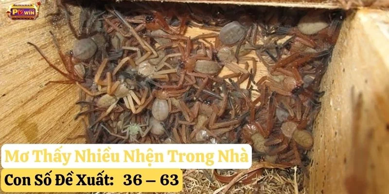 nằm mơ thấy nhện