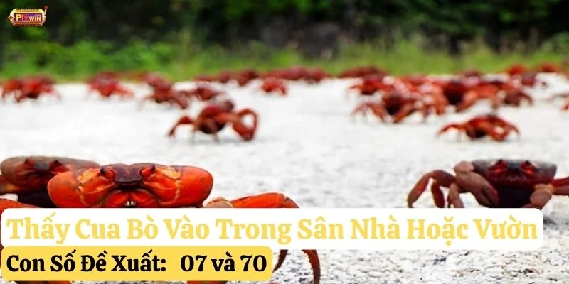 thấy cua bò ngang đường