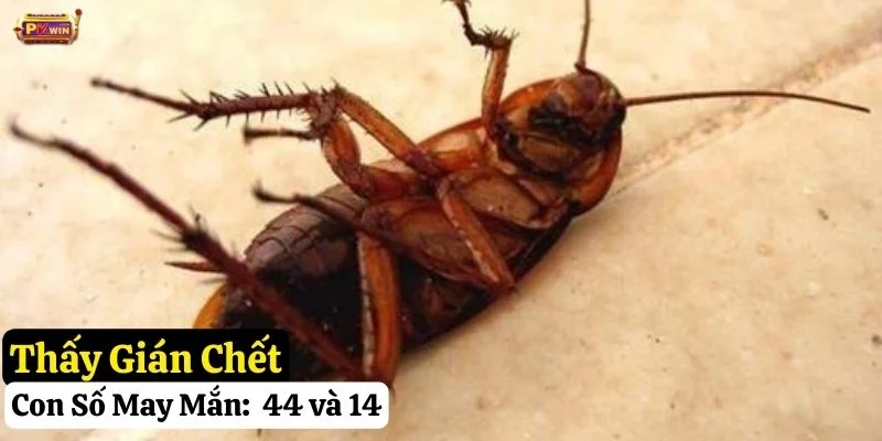 thấy con gián đánh con gì