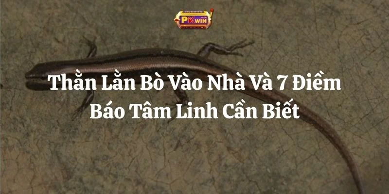 Thằn Lằn Bò Vào Nhà Và 7 Điềm Báo Tâm Linh Cần Biết
