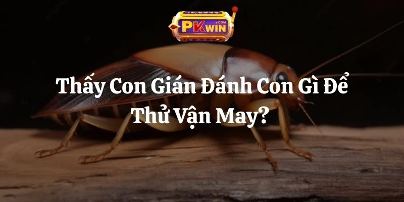 Thấy Con Gián Đánh Con Gì Để Thử Vận May? Giải Mã 7 Hiện Tượng
