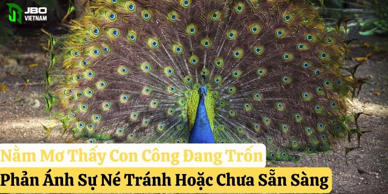 nằm mơ thấy con công pkwin