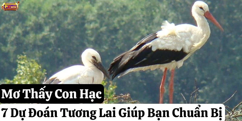 Mơ Thấy Con Hạc: 7 Dự Đoán Tương Lai Giúp Bạn Chuẩn Bị