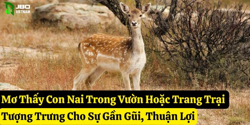 mơ thấy con nai