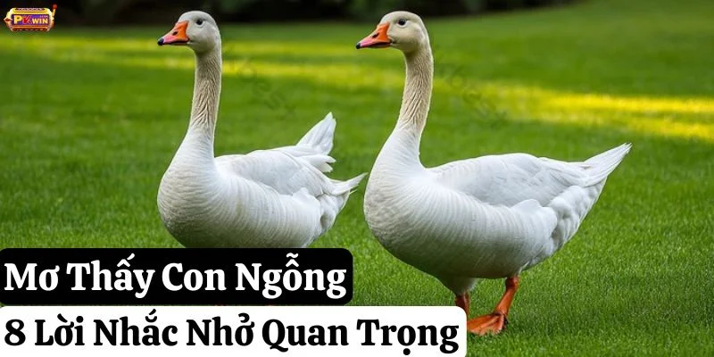 Mơ Thấy Con Ngỗng: 8 Chi Tiết Ẩn Chứa Lời Nhắc Nhở Quan Trọng