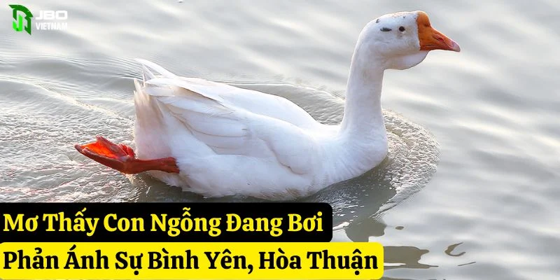 mơ thấy con ngỗng