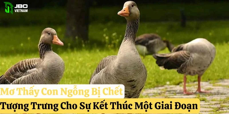 mơ thấy con ngỗng pkwin