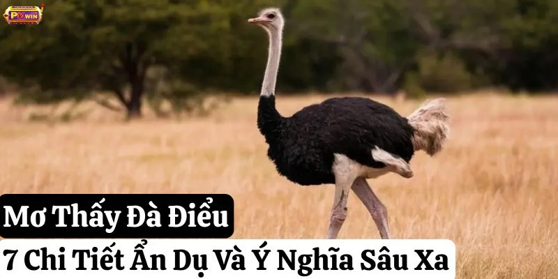 Mơ Thấy Đà Điểu: 7 Chi Tiết Ẩn Dụ Và Ý Nghĩa Sâu Xa