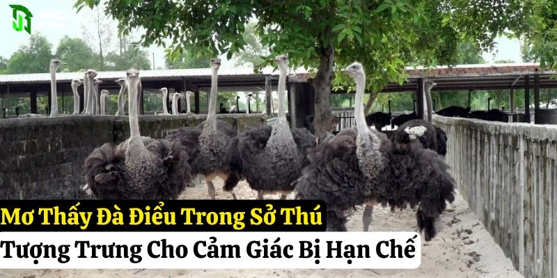 mơ thấy đà điểu pkwin