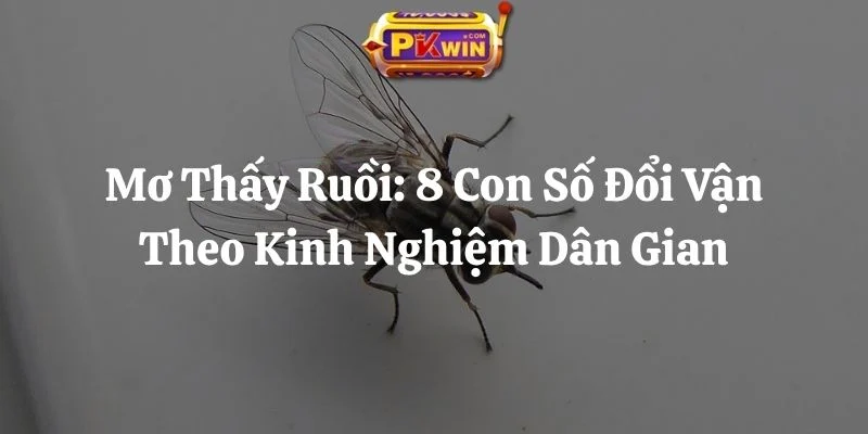 Mơ Thấy Ruồi: 8 Con Số Đổi Vận Theo Kinh Nghiệm Dân Gian
