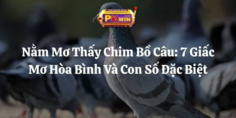 Nằm Mơ Thấy Chim Bồ Câu: 7 Giấc Mơ Hòa Bình Và Con Số Đặc Biệt