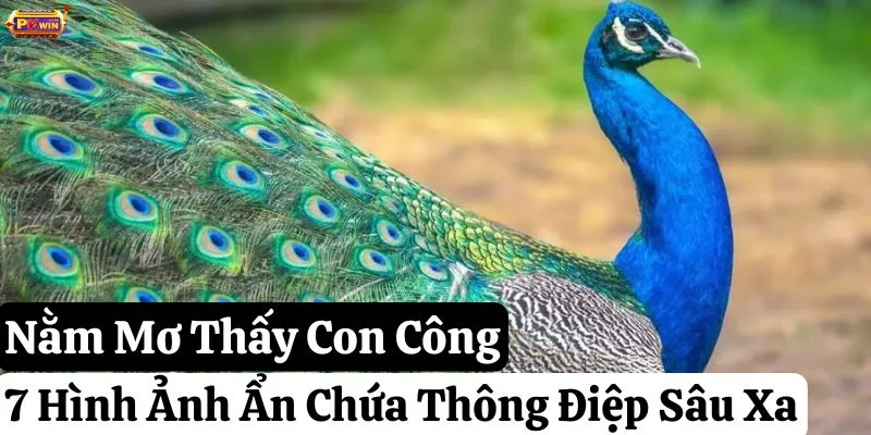 Nằm Mơ Thấy Con Công: 7 Hình Ảnh Ẩn Chứa Thông Điệp Sâu Xa