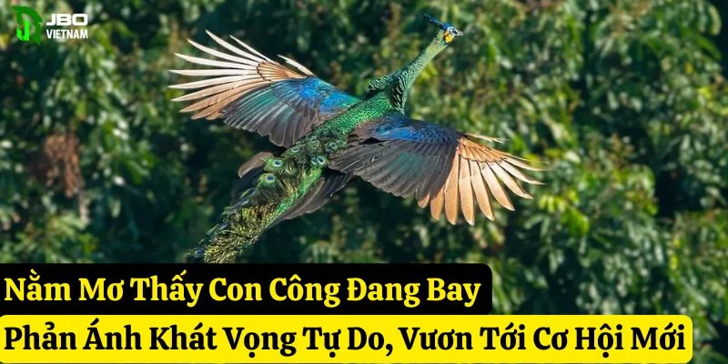 mơ thấy con công