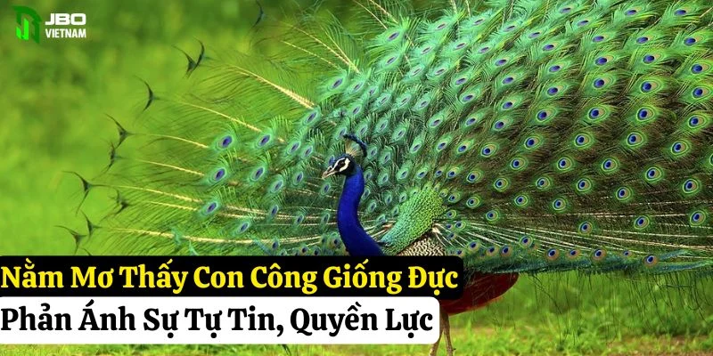nằm mơ thấy con công