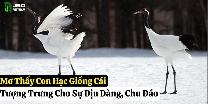 nằm mơ thấy con hạc