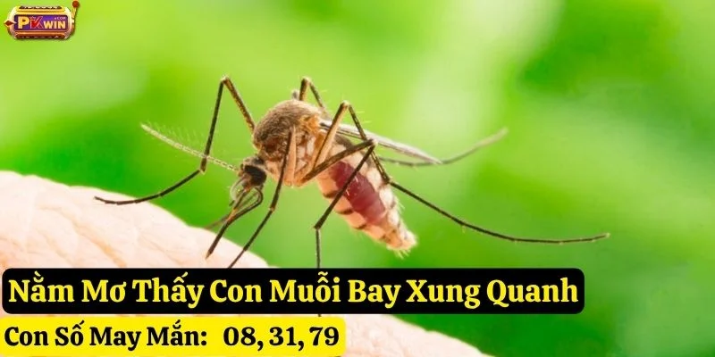 nằm mơ thấy con muỗi pkwin