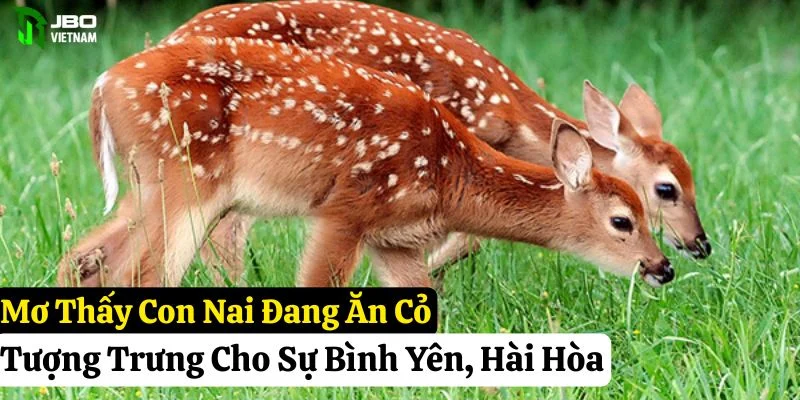 nằm mơ thấy con nai